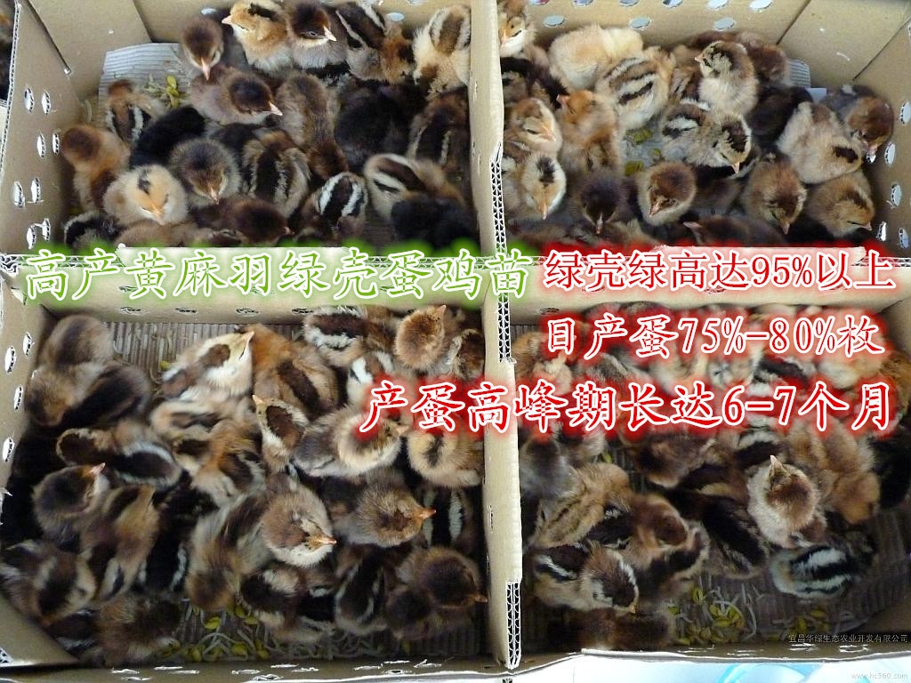 ag亚娱官网