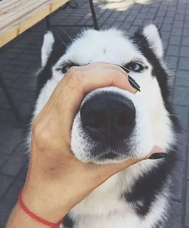 AG亚娱集团官方-西红柿收购行情如何?7月23日西红柿主产区收购行情(图3) ag亚娱官网