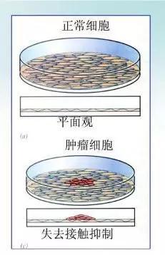 AG亚娱集团|泥鳅价格要多少钱一斤?泥鳅的养殖技术有哪些?(图2) AG亚娱集团官方