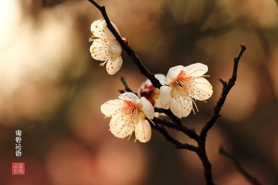 4月1日各地蔬菜批发市场行情分析“AG亚娱集团官方”(图2) AG亚娱集团官方