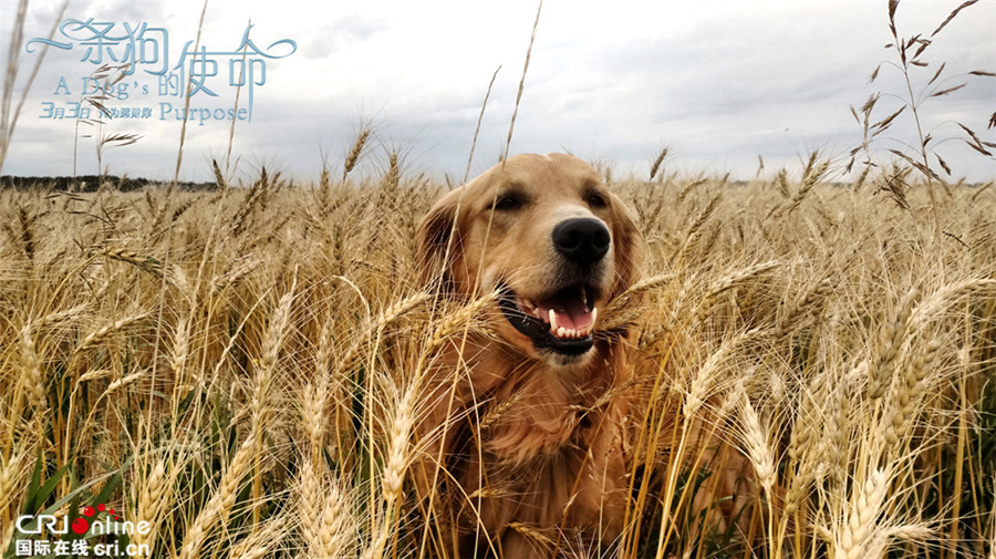 AG亚娱集团官方