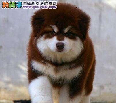 AG亚娱集团官方